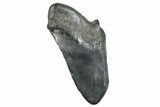 Partial Fossil Megalodon Tooth - South Carolina #277389-1